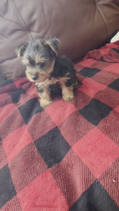 Baby B, a male Yorkshire Terrier for sale in Homestead, FL – 8 of 8