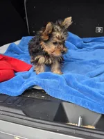 Baby B, a male Yorkshire Terrier for sale in Homestead, FL – 10 of 10