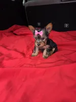 Baby Lulu, a female Yorkshire Terrier for sale in Homestead, FL – 5 of 9