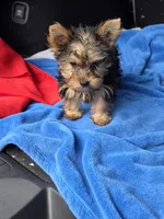 Baby B, a male Yorkshire Terrier for sale in Homestead, FL – 9 of 10