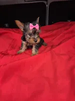 Baby G, a female Yorkshire Terrier for sale in Homestead, FL – 3 of 10