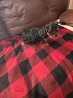 Baby B, a male Yorkshire Terrier for sale in Homestead, FL – 5 of 8