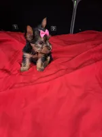Baby Lulu, a female Yorkshire Terrier for sale in Homestead, FL – 3 of 9