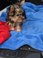 Baby B, a male Yorkshire Terrier for sale in Homestead, FL – 4 of 10