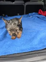 Baby TB, a male Yorkshire Terrier for sale in Homestead, FL – 4 of 8
