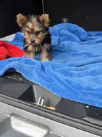 Baby B, a male Yorkshire Terrier for sale in Homestead, FL – 3 of 10
