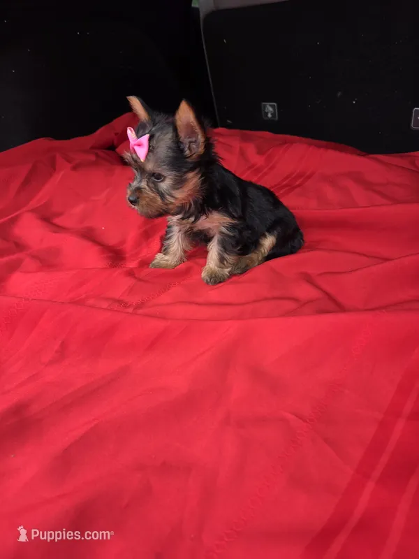 Baby G – Yorkshire Terrier puppy for sale in Homestead, FL