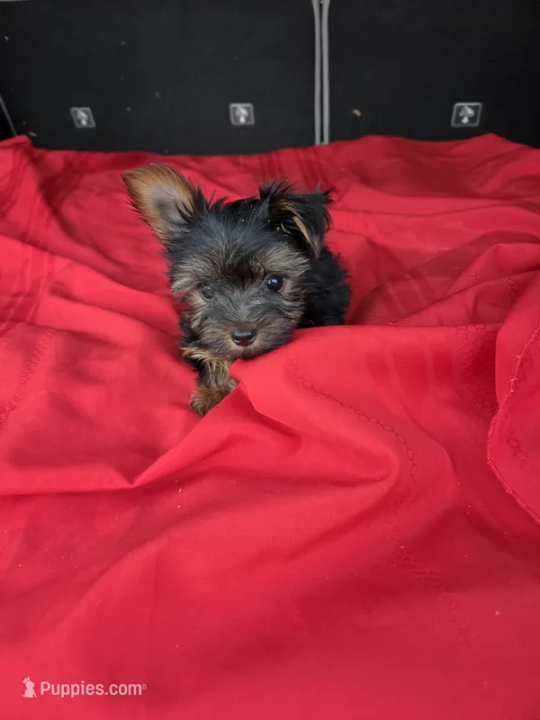 Baby Sam – Yorkshire Terrier puppy for sale in Homestead, FL