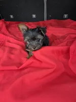 Baby Sam, a male Yorkshire Terrier for sale in Homestead, FL – 1 of 6