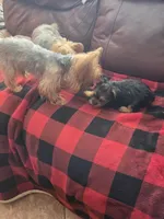 Baby Sally, a female Yorkshire Terrier for sale in Homestead, FL – 4 of 7