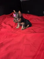 Baby Lulu, a female Yorkshire Terrier for sale in Homestead, FL – 2 of 9