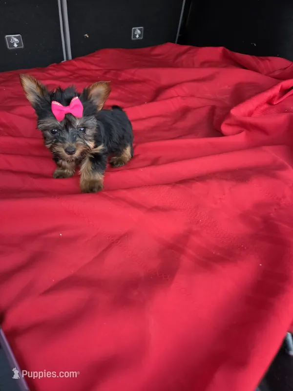 Baby mini – Yorkshire Terrier puppy for sale in Homestead, FL