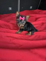 Baby mini, a female Yorkshire Terrier for sale in Homestead, FL – 4 of 4