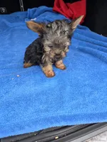 Baby TB, a male Yorkshire Terrier for sale in Homestead, FL – 6 of 8