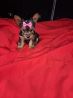 Baby G, a female Yorkshire Terrier for sale in Homestead, FL – 8 of 10