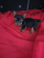 Baby Sam, a male Yorkshire Terrier for sale in Homestead, FL – 5 of 6