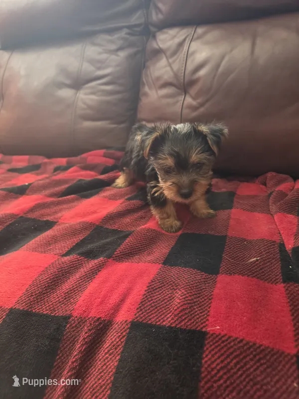 Baby B – Yorkshire Terrier puppy for sale in Homestead, FL