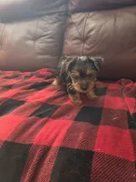Baby B, a male Yorkshire Terrier for sale in Homestead, FL – 1 of 8