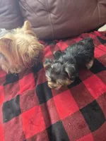 Baby B, a male Yorkshire Terrier for sale in Homestead, FL – 6 of 8