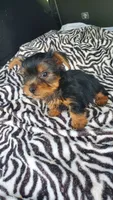 Baby T , a female Yorkshire Terrier for sale in Homestead, FL – 8 of 10