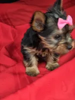 Baby Sally, a female Yorkshire Terrier for sale in Homestead, FL – 5 of 7