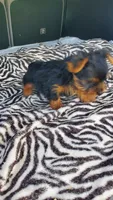 Baby T , a female Yorkshire Terrier for sale in Homestead, FL – 9 of 10