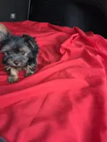Baby Sam, a male Yorkshire Terrier for sale in Homestead, FL – 4 of 6