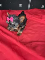 Baby mini, a female Yorkshire Terrier for sale in Homestead, FL – 3 of 4