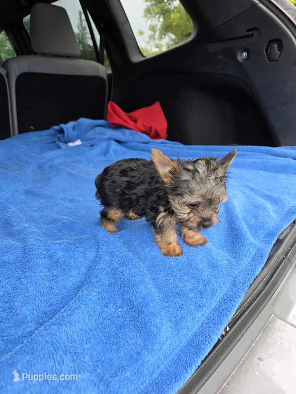 Baby TB – Yorkshire Terrier puppy for sale in Homestead, FL