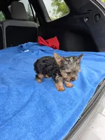 Baby TB, a male Yorkshire Terrier for sale in Homestead, FL – 1 of 8