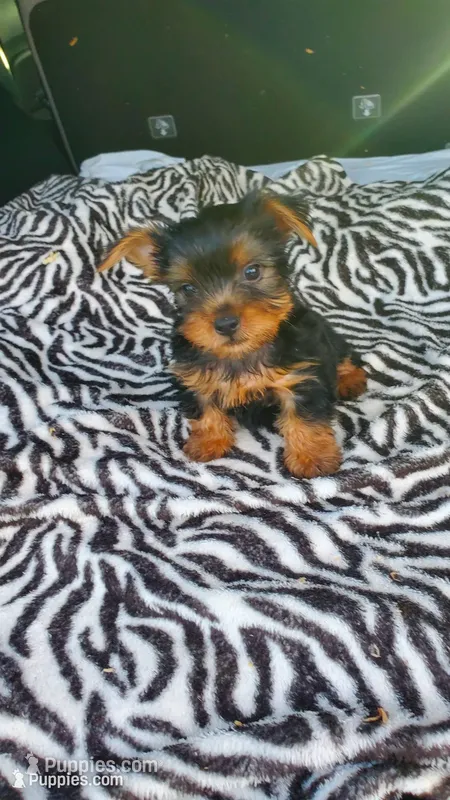 Baby T  – Yorkshire Terrier puppy for sale in Homestead, FL