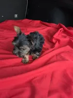Baby Sam, a male Yorkshire Terrier for sale in Homestead, FL – 3 of 6