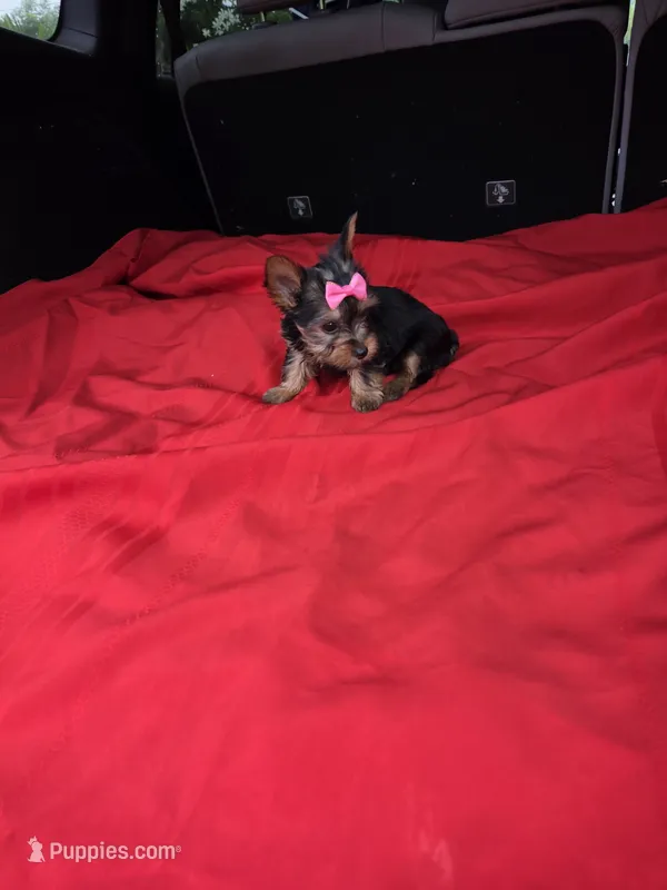 Baby Lulu – Yorkshire Terrier puppy for sale in Homestead, FL