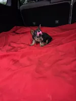Baby Lulu, a female Yorkshire Terrier for sale in Homestead, FL – 1 of 9