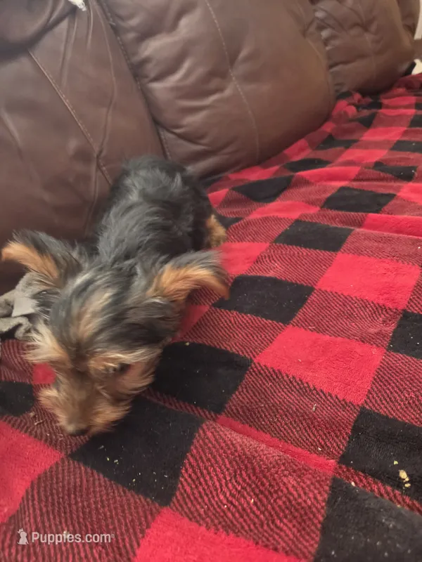 Baby Lulu – Yorkshire Terrier puppy for sale in Homestead, FL