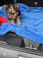 Baby B, a male Yorkshire Terrier for sale in Homestead, FL – 7 of 10