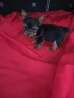 Baby Sam, a male Yorkshire Terrier for sale in Homestead, FL – 6 of 6
