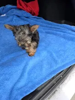 Baby TB, a male Yorkshire Terrier for sale in Homestead, FL – 7 of 8
