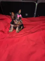 Baby Lulu, a female Yorkshire Terrier for sale in Homestead, FL – 4 of 9