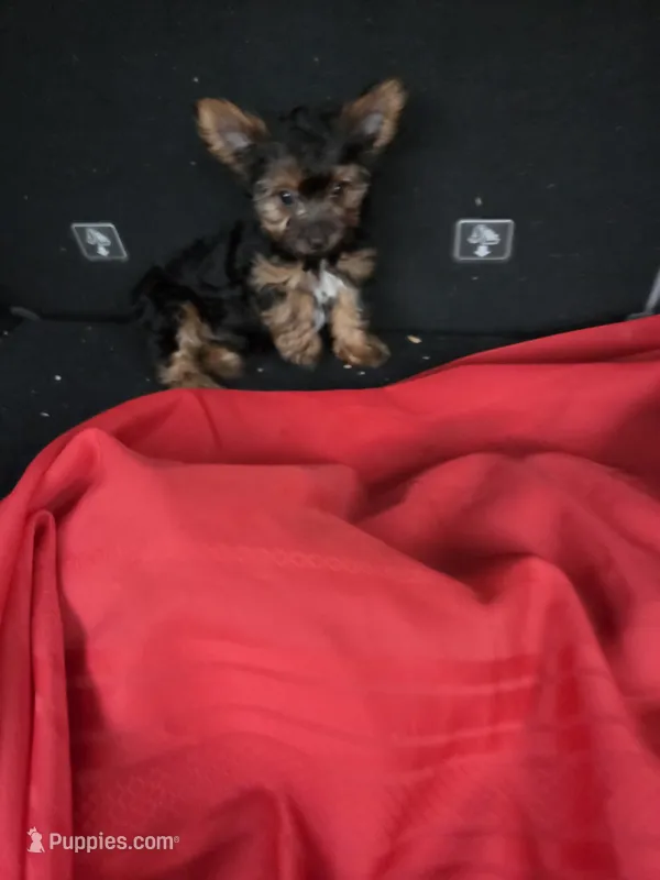 Baby G – Yorkshire Terrier puppy for sale in Homestead, FL