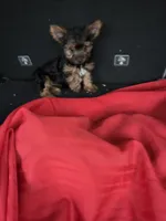 Baby G, a female Yorkshire Terrier for sale in Homestead, FL – 1 of 3