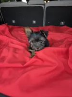 Baby Sam, a male Yorkshire Terrier for sale in Homestead, FL – 2 of 6