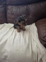 Baby Lulu, a female Yorkshire Terrier for sale in Homestead, FL – 4 of 5
