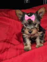 Baby Sally, a female Yorkshire Terrier for sale in Homestead, FL – 2 of 7