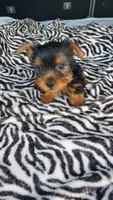 Baby T , a female Yorkshire Terrier for sale in Homestead, FL – 4 of 10