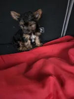 Baby G, a female Yorkshire Terrier for sale in Homestead, FL – 3 of 3