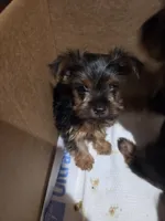 Baby Sally, a female Yorkshire Terrier for sale in Homestead, FL – 7 of 7