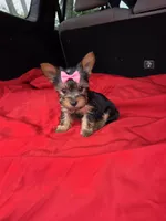 Baby G, a female Yorkshire Terrier for sale in Homestead, FL – 7 of 10