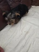 Baby Lulu, a female Yorkshire Terrier for sale in Homestead, FL – 5 of 5