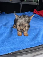 Baby TB, a male Yorkshire Terrier for sale in Homestead, FL – 3 of 8